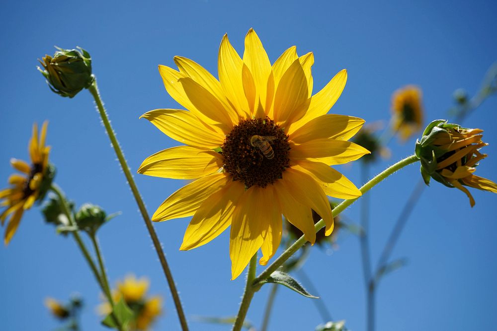 Bee on yellow flower. Original public domain image from Flickr