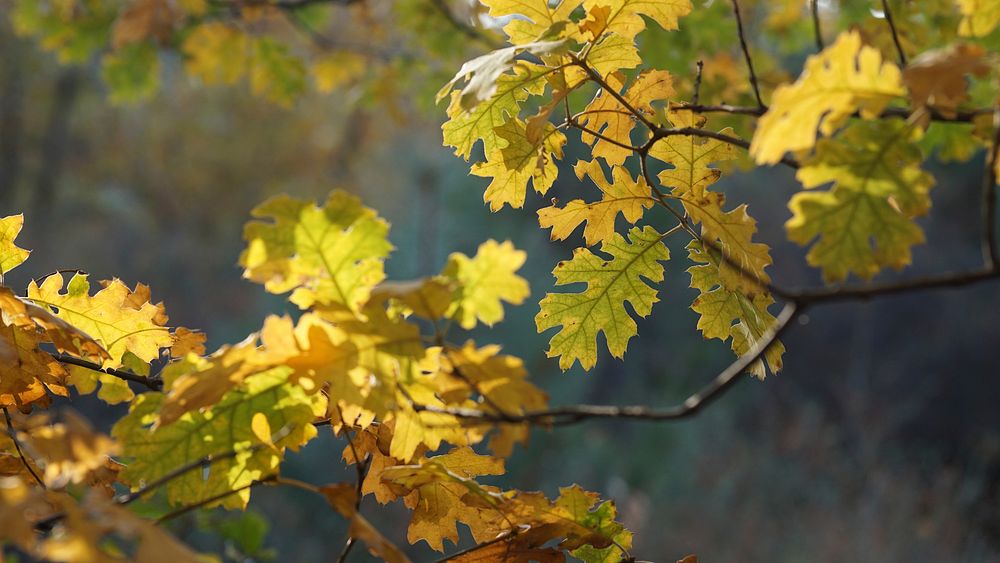 Fall color, Heaps Park ArboretumFall color peaking along the Sequoia Trail at Heaps Peak Arboretum near Lake Arrowhead…