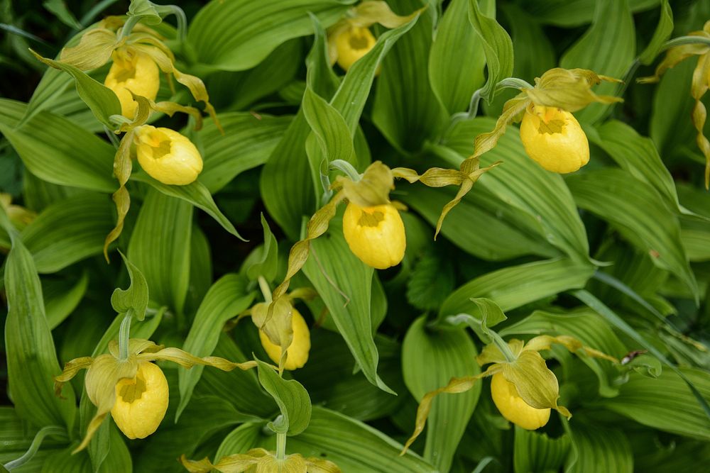 Yellow spring flower background, lady slipper. Original public domain image from Flickr