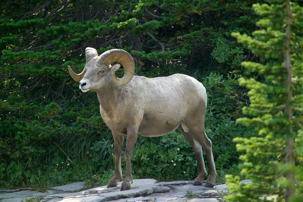 Bighorn ram in the woods. Original public domain image from Flickr