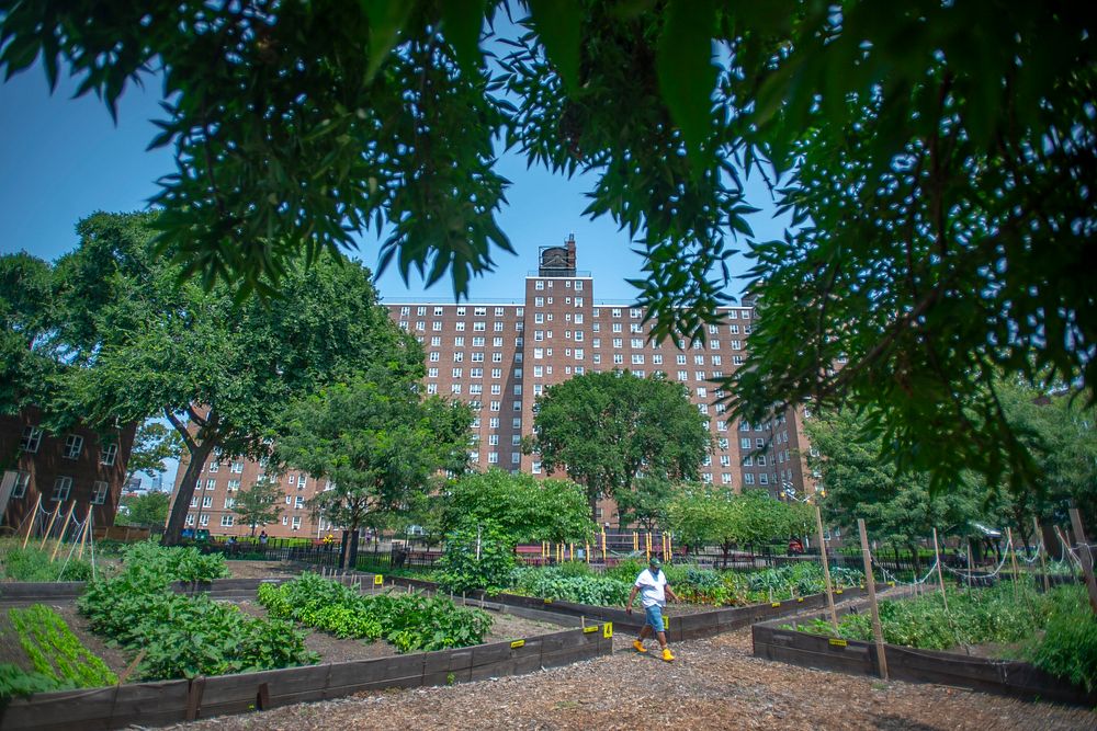New York City Housing Authority gardens in Brooklyn, New York.USDA Photo by Preston Keres. Original public domain image from…