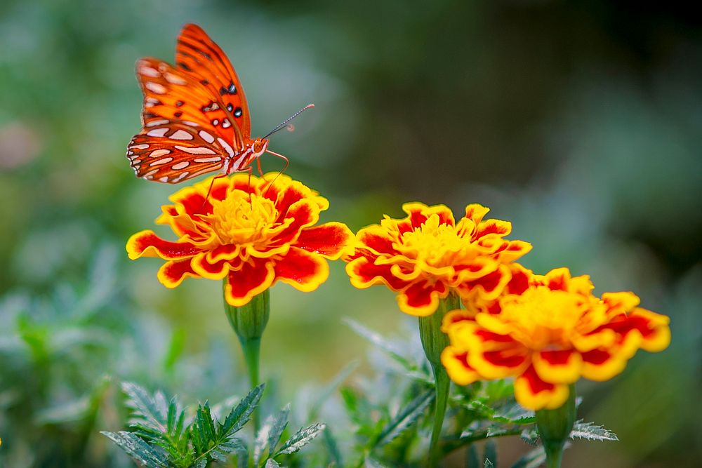 A butterfly is scene on the marigolds. Original public domain image from Flickr