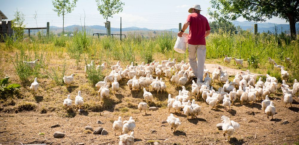 Henry Wvensche raises organic chickens on his Homestead Organics farm near Hamilton, Mont. Ravalli County, Montana. June…