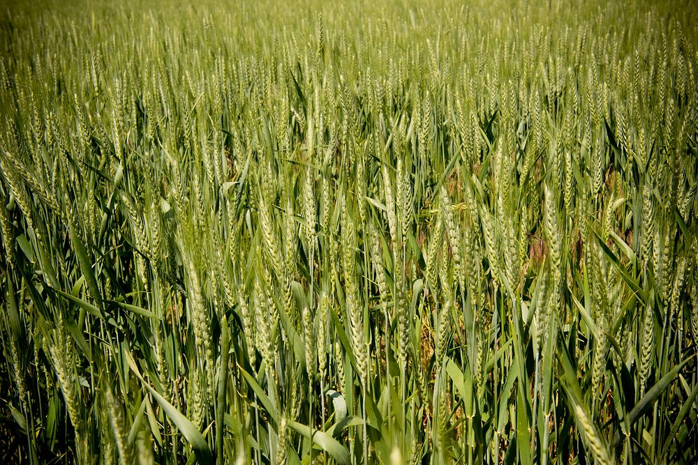 Mitch Auer, farmer near Broadview, Mont., grows wheat under a no-till system and includes alfalfa in his crop rotation.…