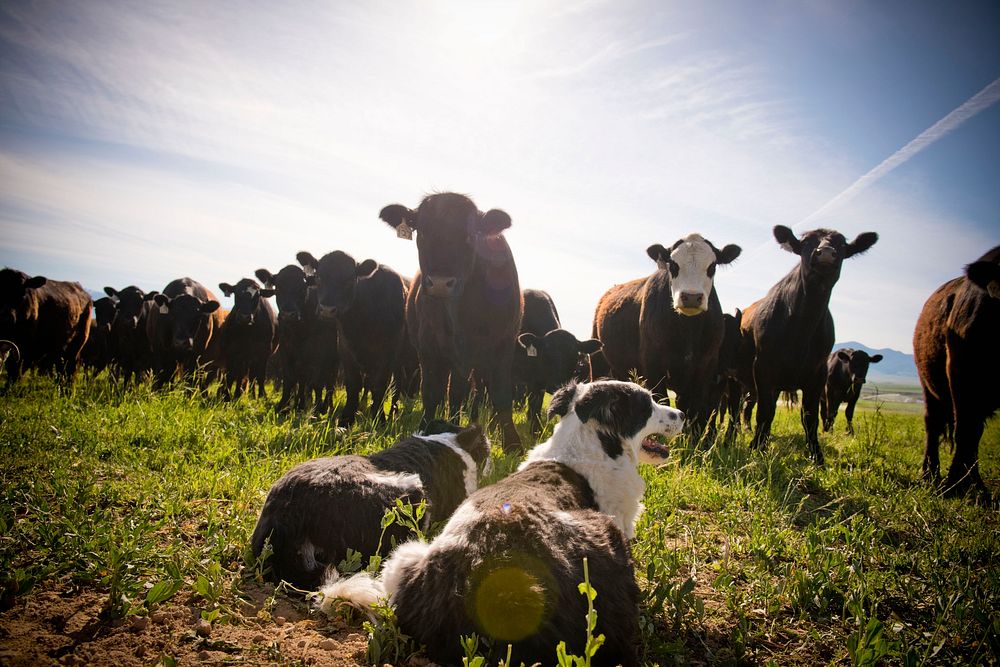 Stephen Becklund, manager of the J Bar L Ranch near Twin Bridges, Mont., developed and implemented a conservation plan with…