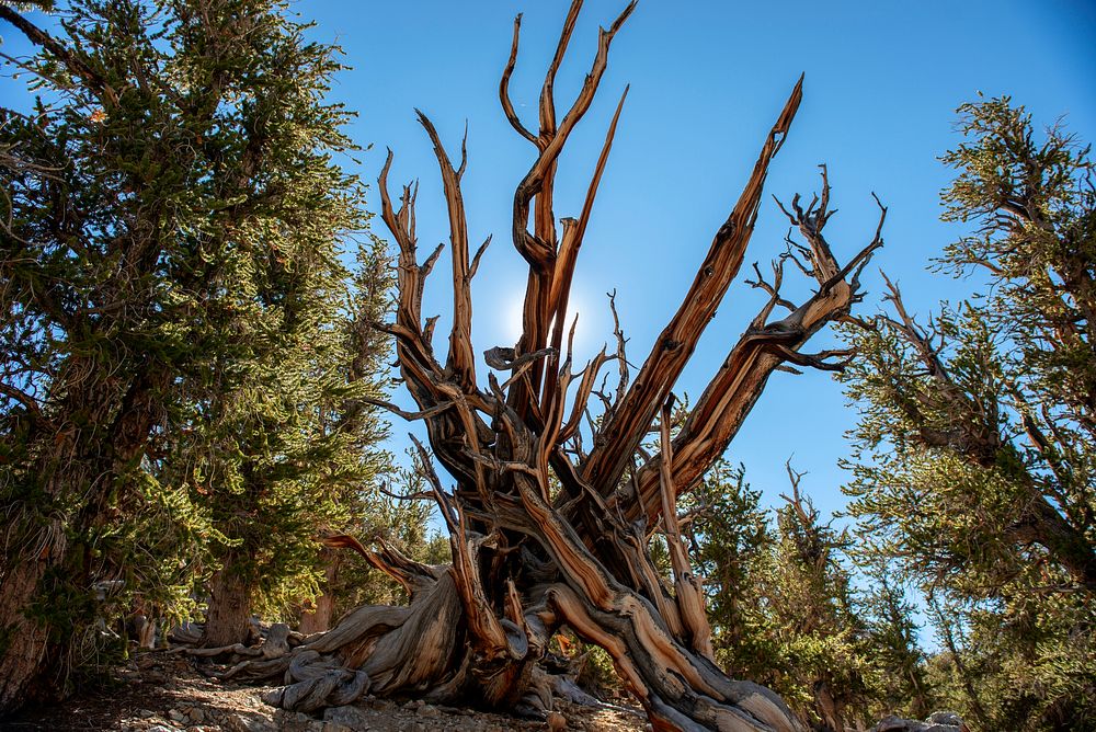 The world's oldest trees, Bristlecone Pines, in the Inyo National Forest, California. The trees range from 4,000 to 5,000…