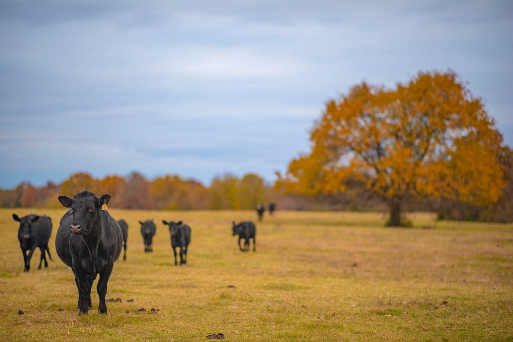 Black cow ranch in autumn. Original public domain image from Flickr