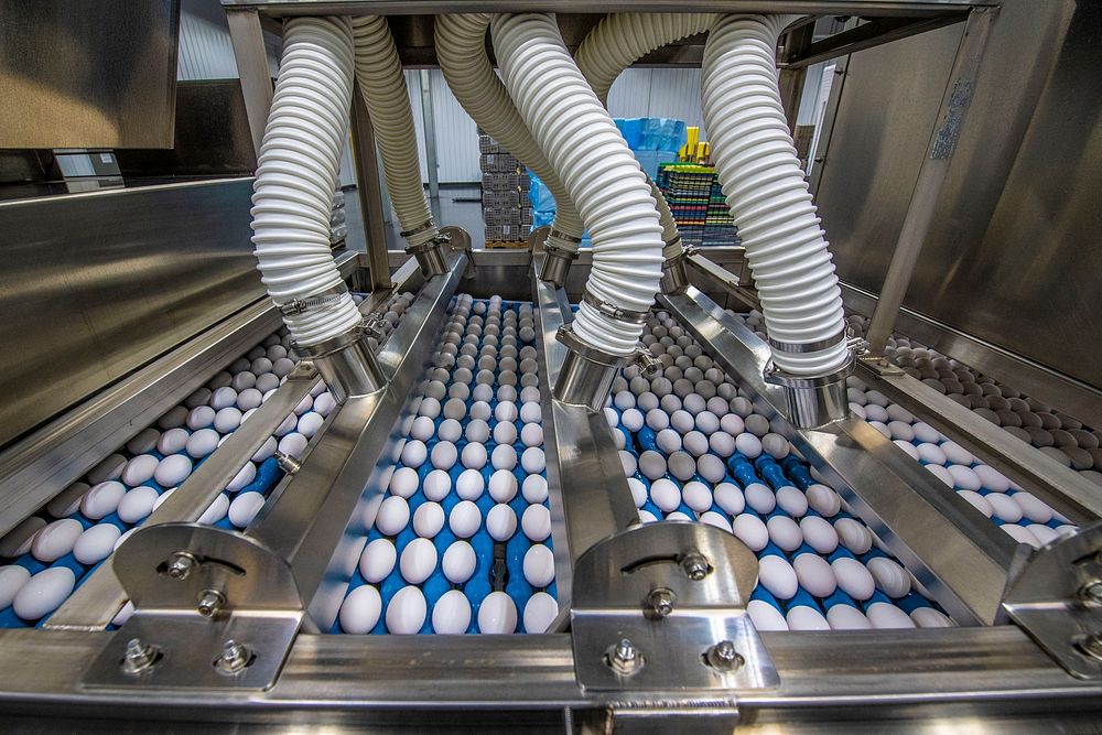 U.S. Department of Agriculture (USDA) Shell Egg Graders perform sanitation pre-op inspections to ensure the shell egg…