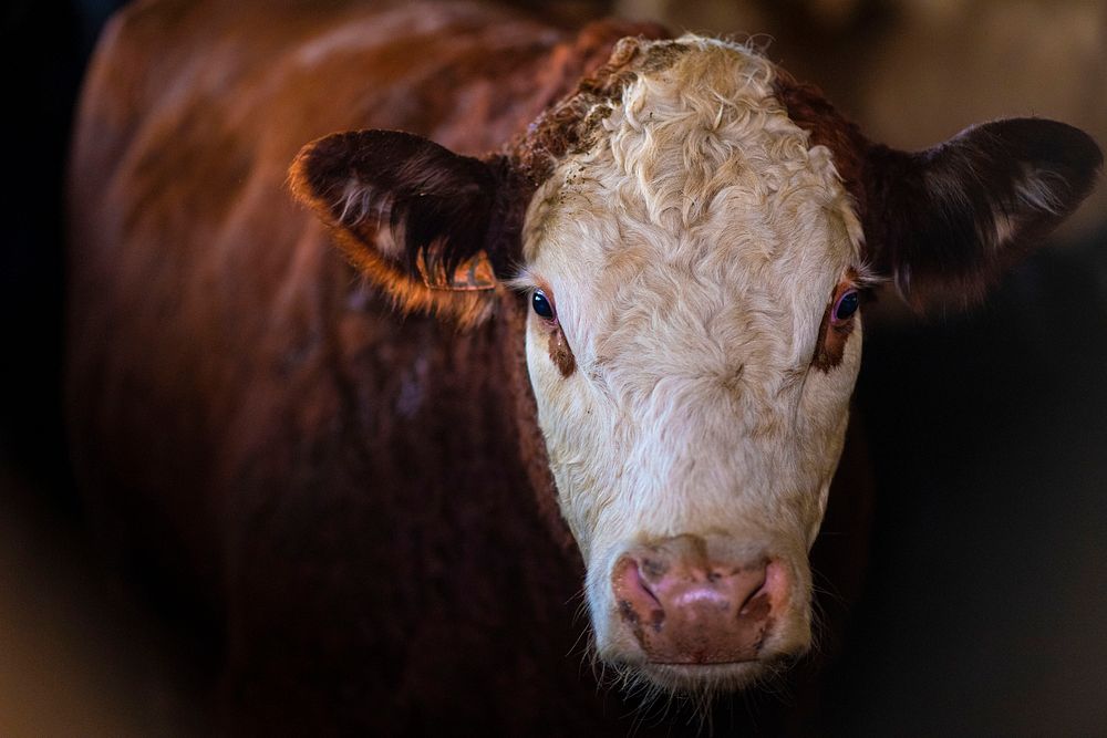 Cow close up, agriculture photo. Original public domain image from Flickr