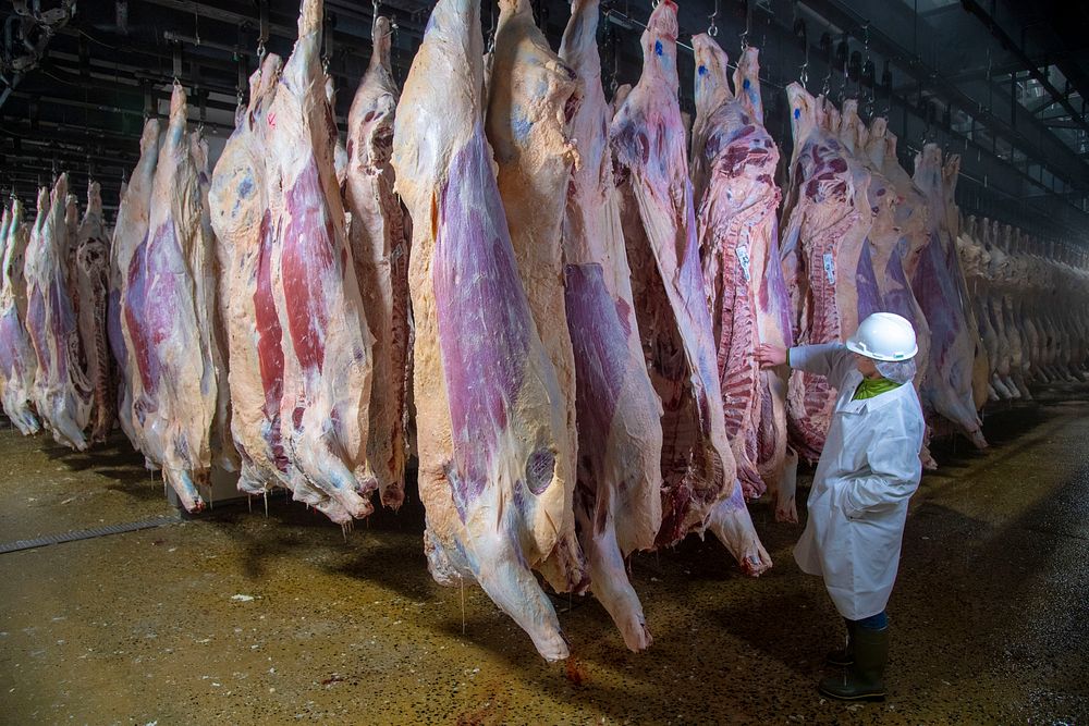 U.S. Department of Agriculture (USDA) meat inspectors and graders perform their mission.USDA photo by Preston Keres.…