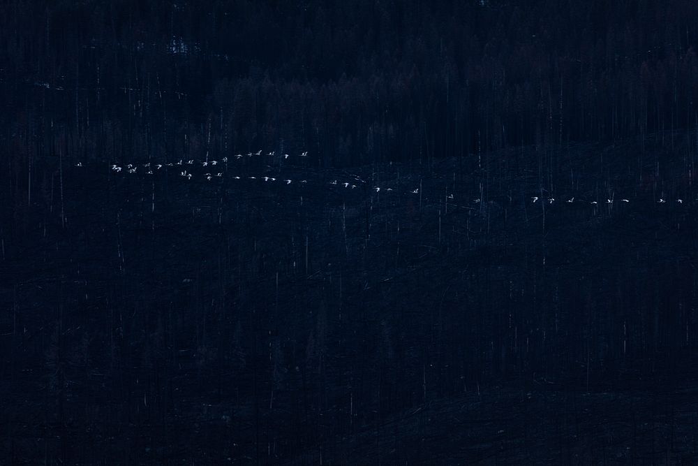 Tundra Swans (Cygnus columbianus). Original public domain image from Flickr