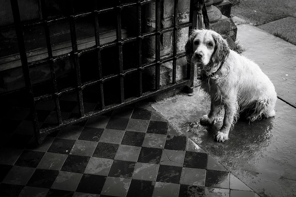 Wet dog on the sidewalk, black and white. Original public domain image from Flickr