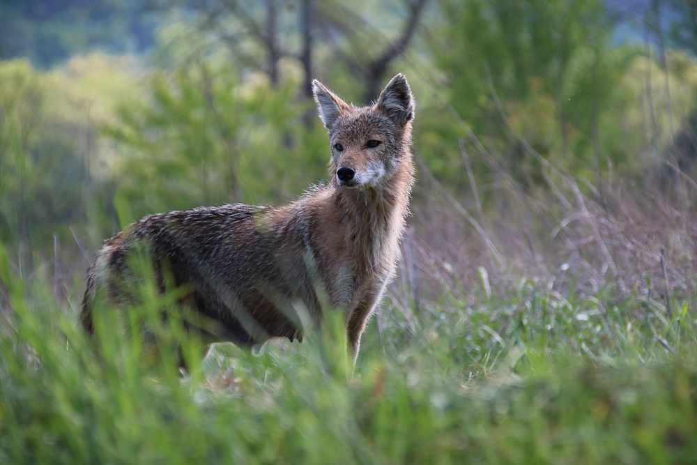 Coyote in Cades Cove. Original public domain image from Flickr