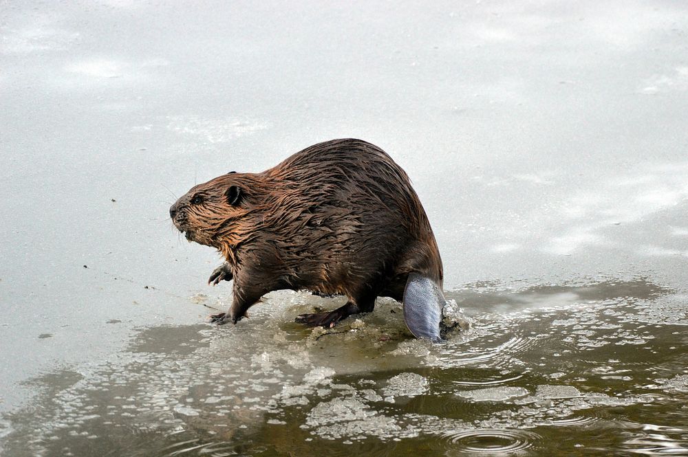 Beaver in McDonald Creek. Original public domain image from Flickr