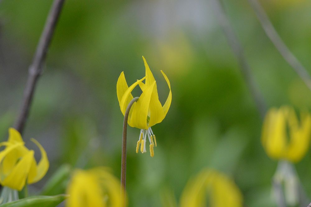 Glacier lily. Original public domain image from Flickr