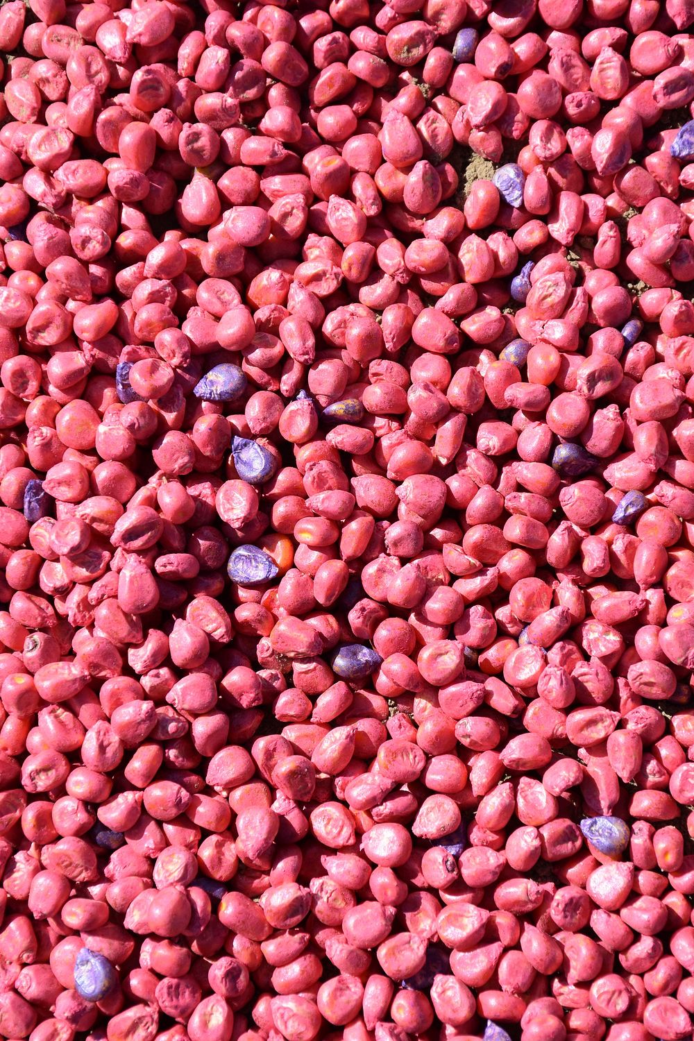 Seed corn for no-till planting into barley stubble on Brian Kindstather's farm near Laurel, MT. Yellowstone County. May…