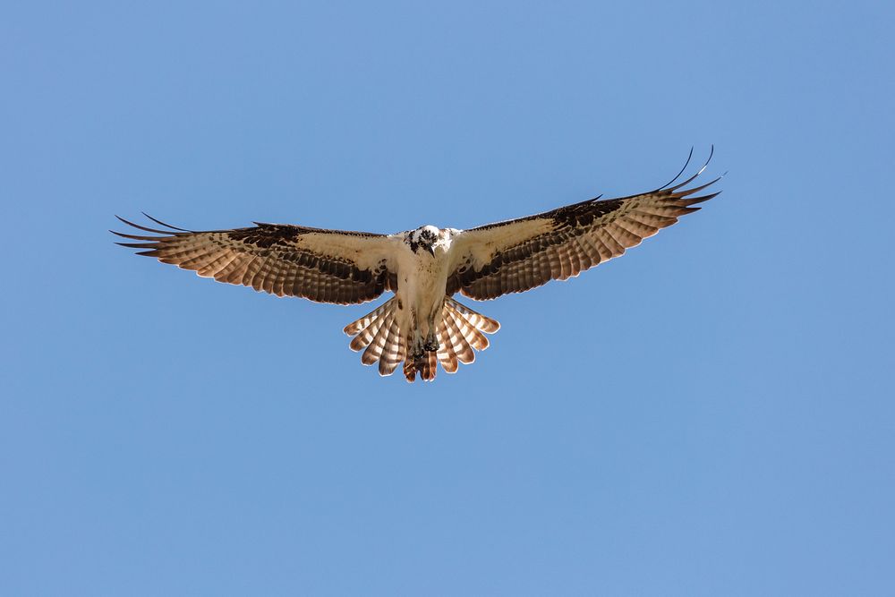 Osprey flying in blue sky. Original public domain image from Flickr