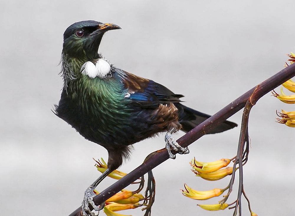 Bird perching on tree branch. Original public domain image from Flickr