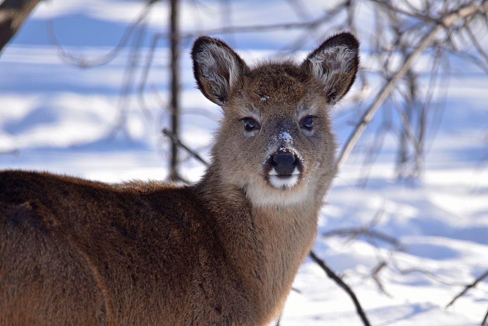 Young white-tailed deer. Original public domain image from Flickr