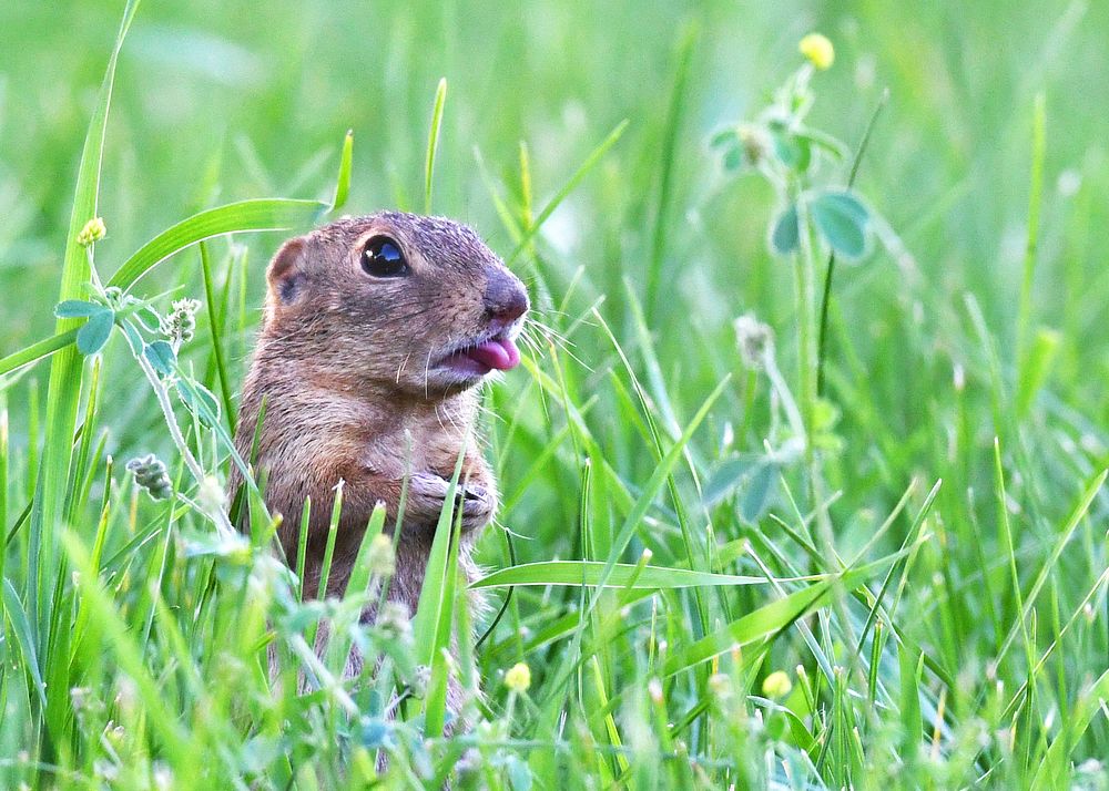 Ground squirrel in green grass. Original public domain image from Flickr