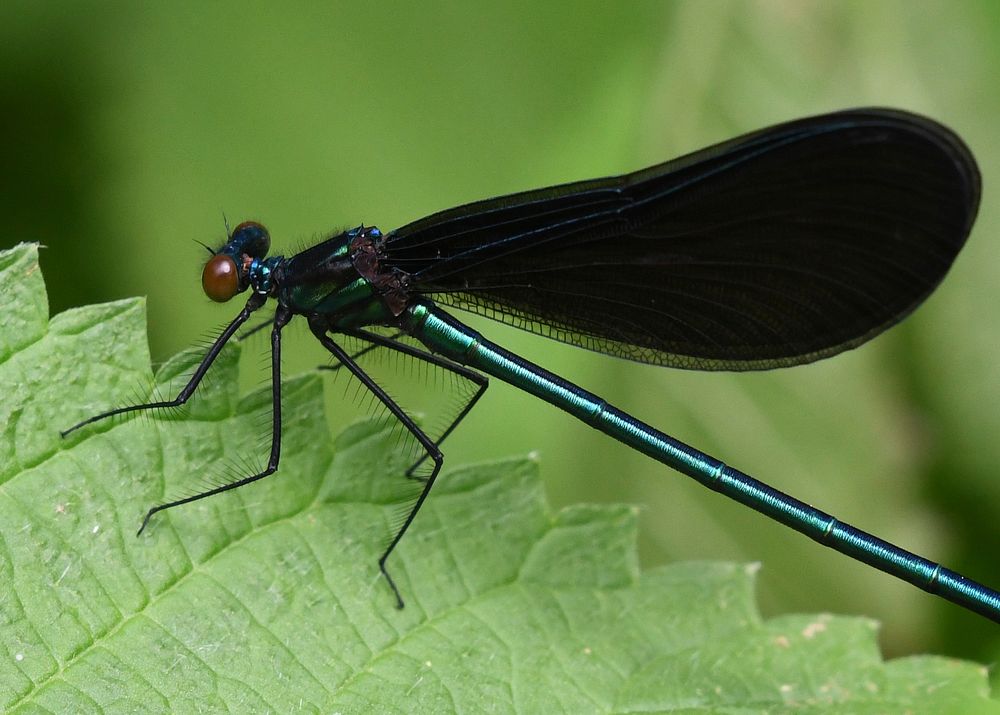 Ebony Jewelwing Damselfly on green leaf. Original public domain image from Flickr