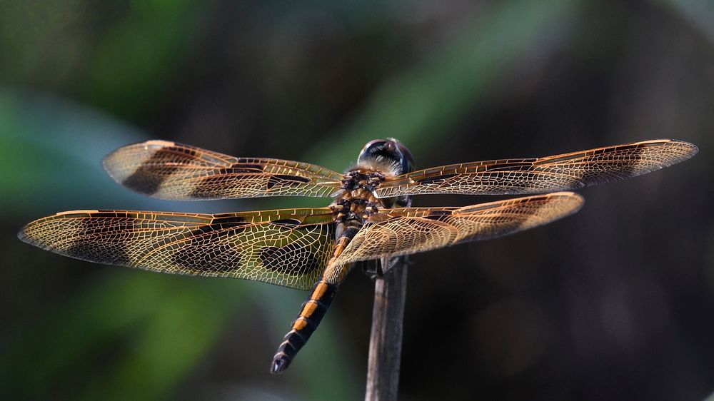Halloween Pennant DragonflyPhoto by Grayson Smith/USFWS. Original public domain image from Flickr