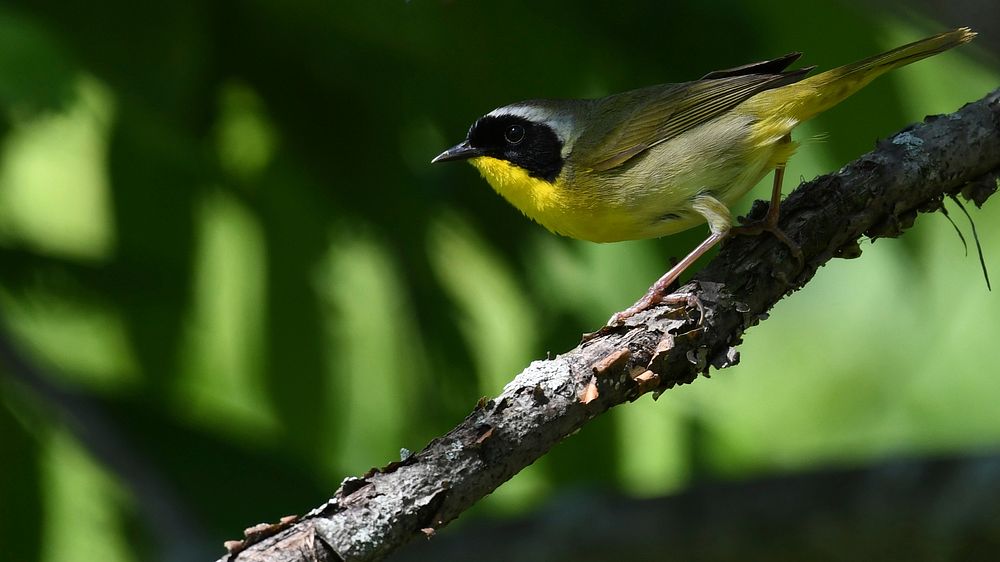 Common YellowthroatPhoto by Grayson Smith/USFWS. Original public domain image from Flickr