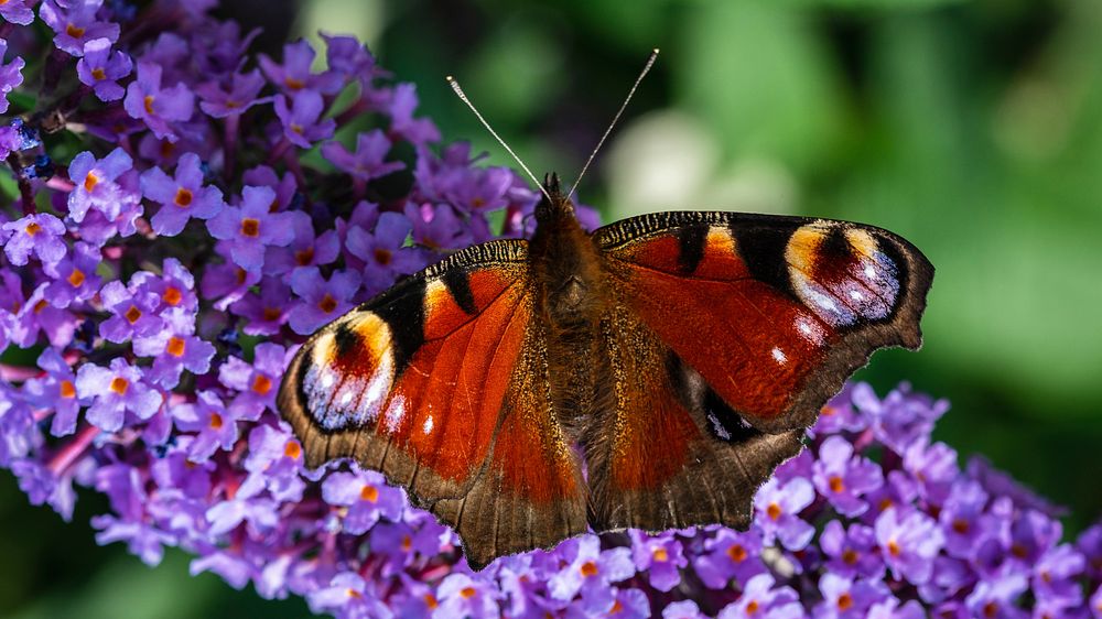 Butterfly on purple flower photo. Original public domain image from Flickr