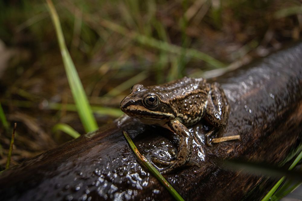 Columbia Spotted Frog (Rana luteiventris). Original public domain image from Flickr