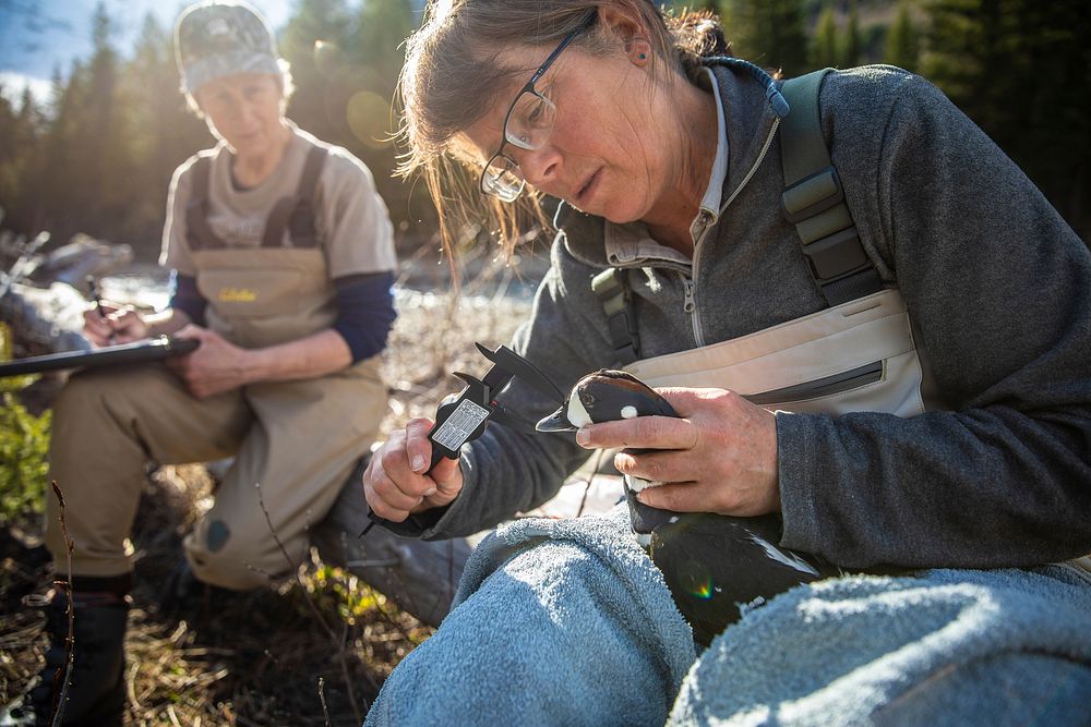 A park scientist measures the beak of a harlequin duck. Original public domain image from Flickr