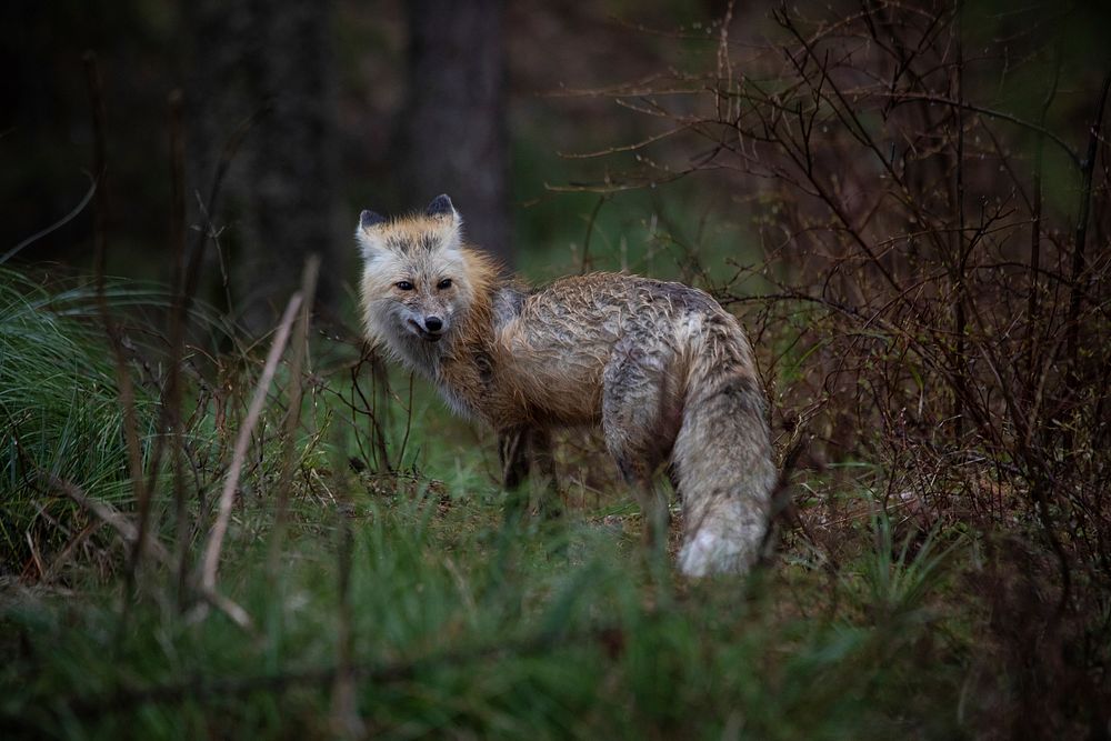 Red Fox (Vulpes vulpes). Original public domain image from Flickr