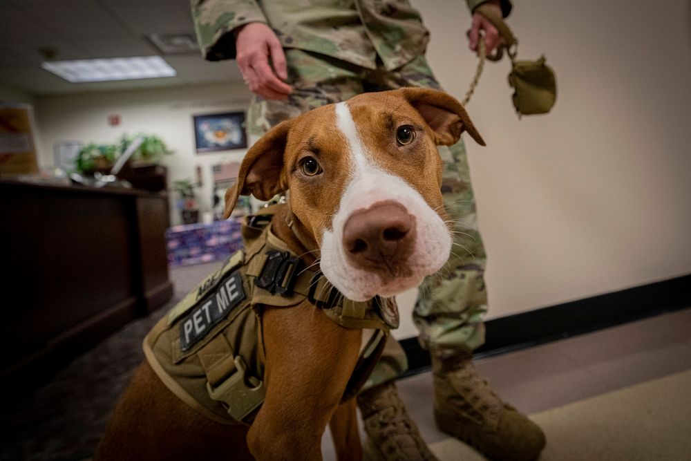U.S. Army Capt. Melissa Parmenter and therapy dog Ace walk through the New Jersey National Guard&rsquo;s Joint Force…