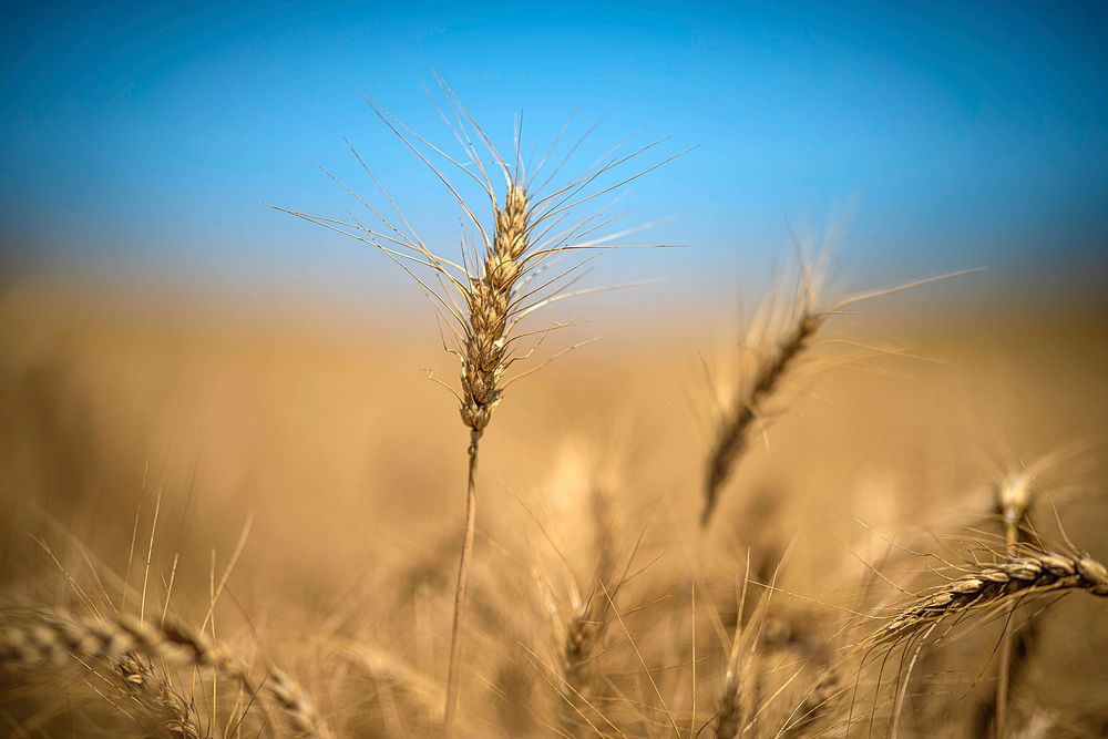 U.S. Department of Agriculture Market Reporter Heath Dewey takes a closer look at a wheat field outside of Eaton, Colorado…