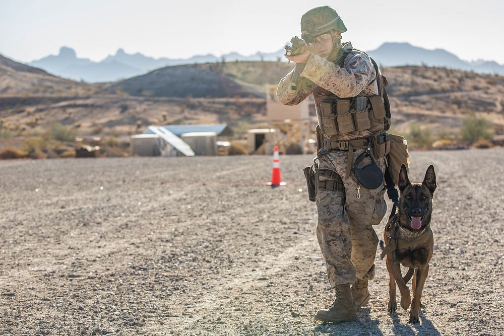U.S. Marines currently assigned to the Military Working Dog (MWD) Team Deployment Training Course conduct their live fire…