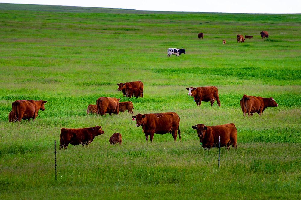 Rotational grazing is accomplished through a plan | Free Photo - rawpixel