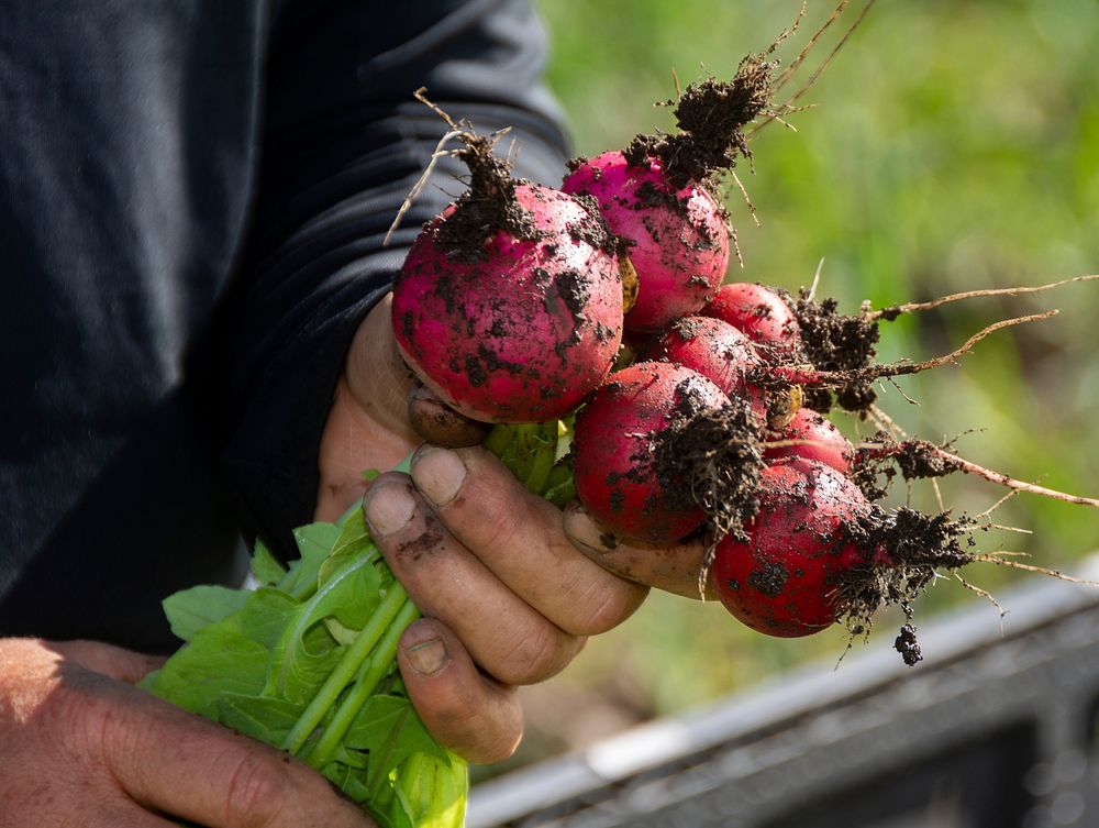 Freshly picked organic radishes are one of the many vegetables being grown at Harlequin Produce. The NRCS has worked with…