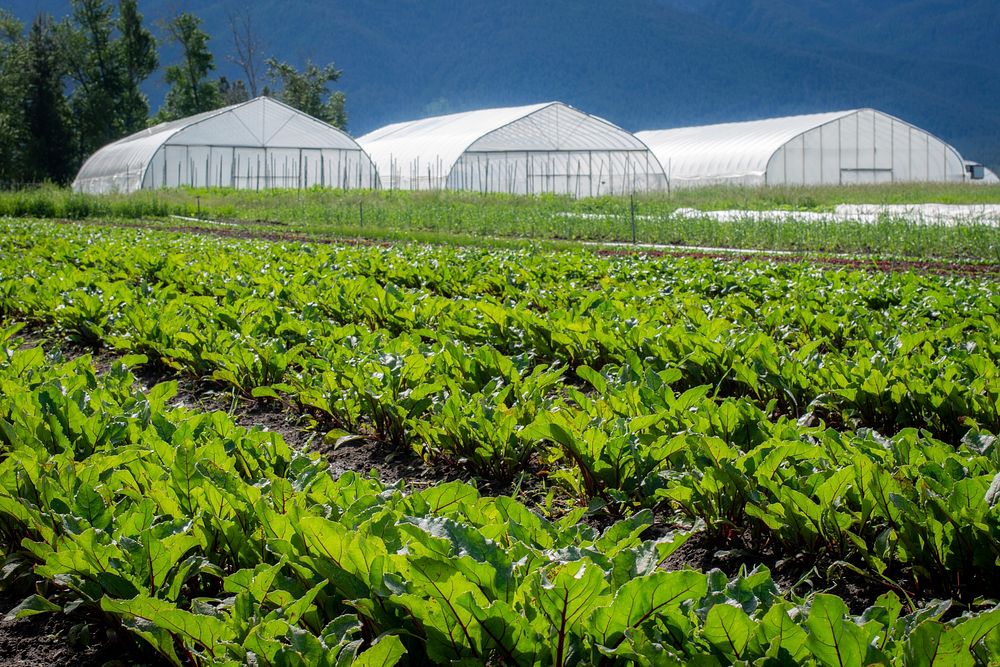 Harlequin Produce, LLC in Arlee, Montana located in Lake County grows organic vegetables such as these rows of healthy beets.