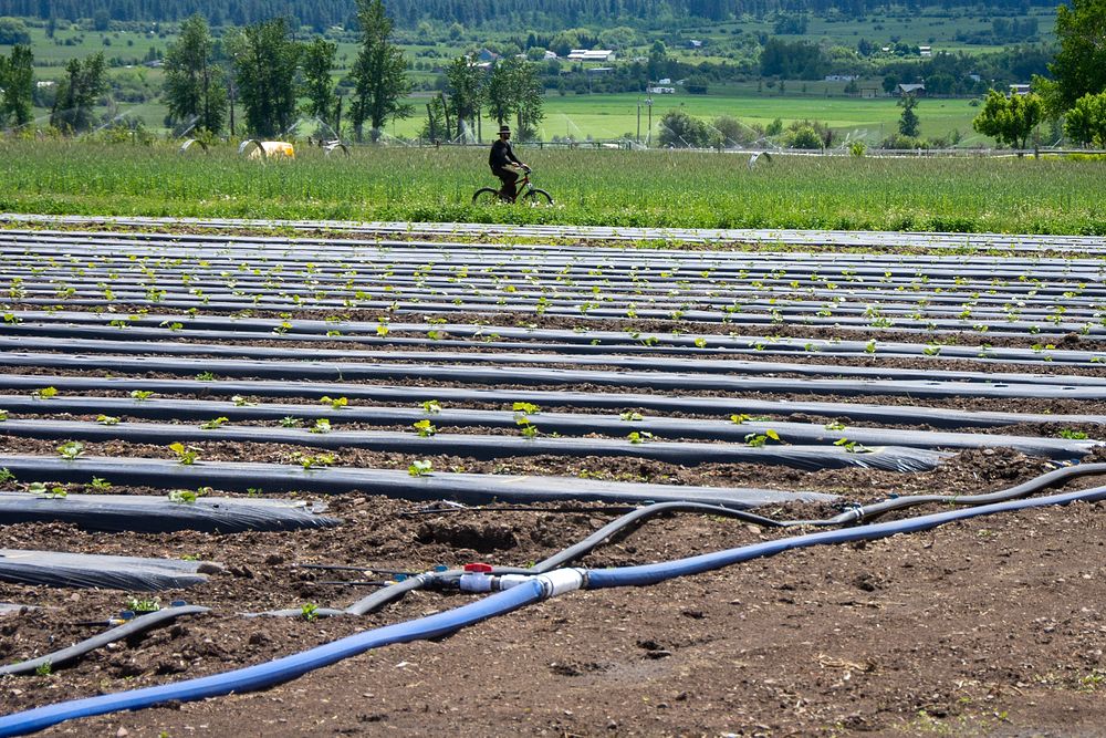 Brian Wirek, co-owner of Harlequin Produce, a 15 acre organic farm, rides his bicycle to this field where irrigation hoses…