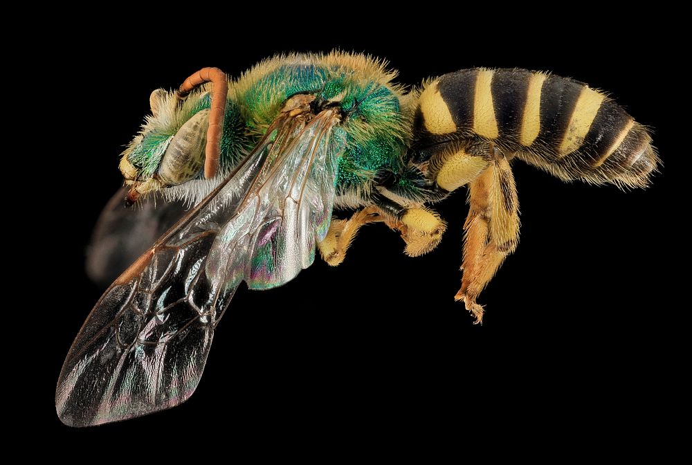 Sweat bee on black background. Original public domain image from Flickr