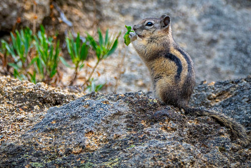 A chipmunk grabs a meal on a trail in Thompson Park in the Butte Ranger District of Beaverhead-Deerlodge National Forest…