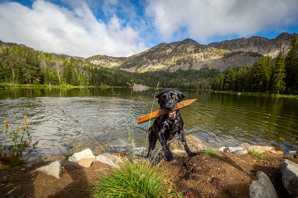 Hikers bring their dogs to enjoy a day hiking near Branham Lakes in the Madison Ranger District of Beaverhead-Deerlodge…
