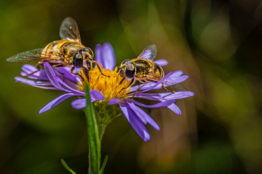 Bees pollinate on wildflower. Original public domain image from Flickr