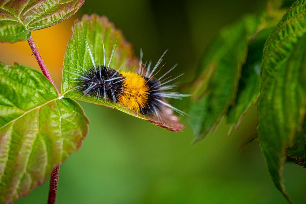 A caterpillar feeds on a leaf near Stoney Cabin in the Pintler Ranger District of Beaverhead-Deerlodge National Forest…