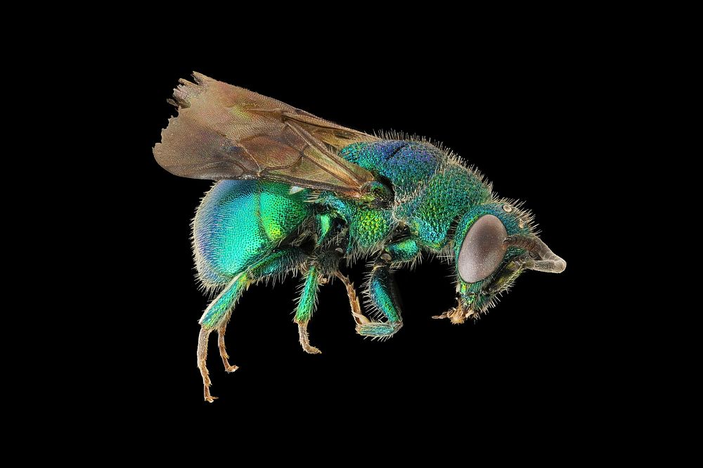 Orchid bees macro photography, black background. Original public domain image from Flickr