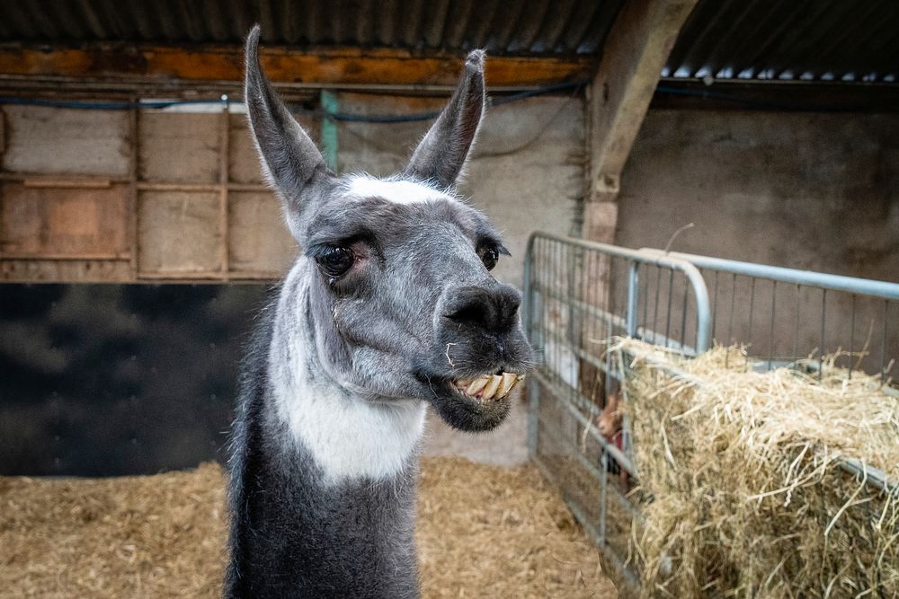 Llama close up, animal farm. Original public domain image from Flickr