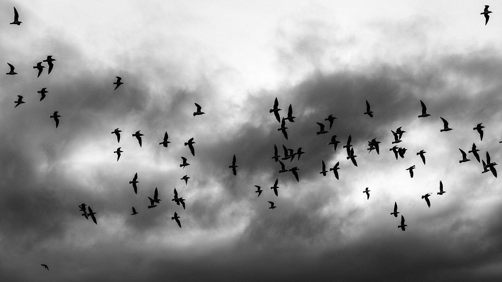 Birds flock, dark cloud sky. Original public domain image from Flickr