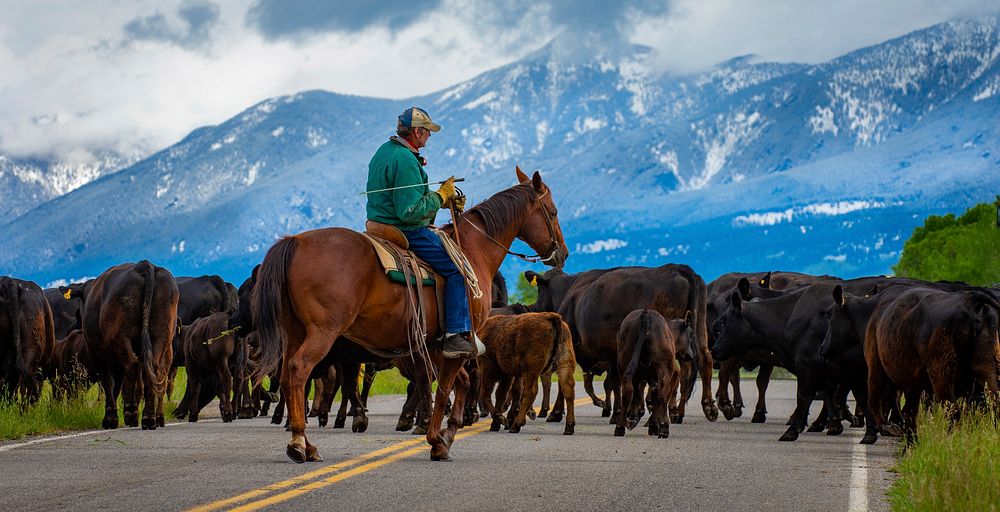 Cowboys move cattle across the road. Photo taken June 21, 2019 near Pray, Montana located in Park County. Original public…