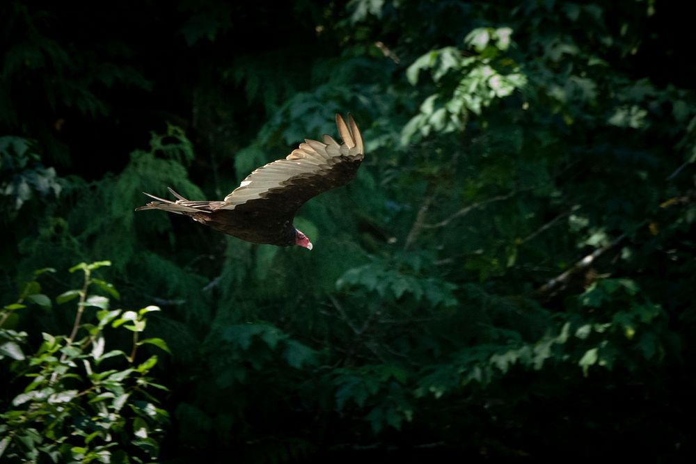 Large birds of prey and scavengers flying above the Skookum Hole, near the Lummi Skookum Fish Hatchery along the Nooksack…