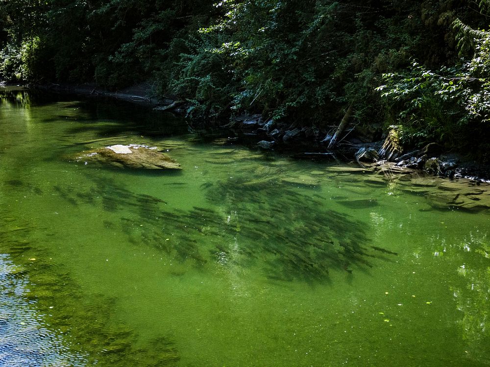 Salmon almost ready to head out to sea find refuge in the the Nooksack River, Washington, on August 7, 2019.