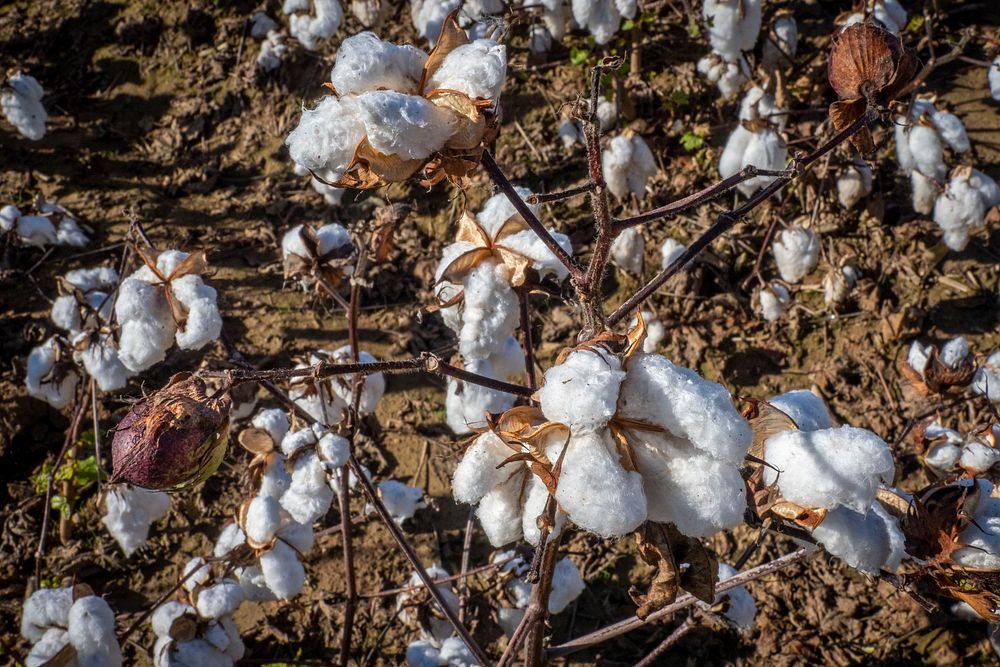 U.S. Department of Agriculture (USDA) Secretary Sonny Perdue visits Pugh Farms cotton operation., in Halls, Tennessee…